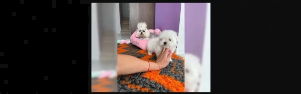 cuccioli maltesi maschio e femmina | Foto 1
