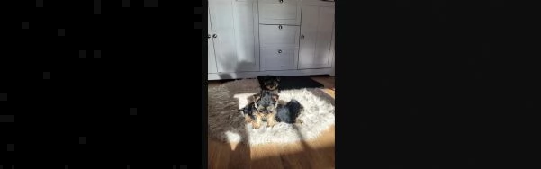 bellissimi cuccioli di yorkshire terrier disponibili | Foto 1