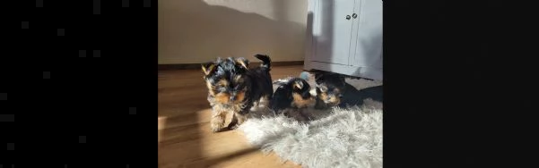 bellissimi cuccioli di yorkshire terrier disponibili | Foto 0