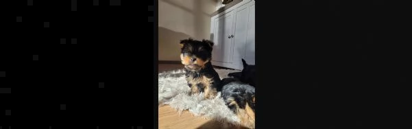 bellissimi cuccioli di yorkshire terrier disponibili