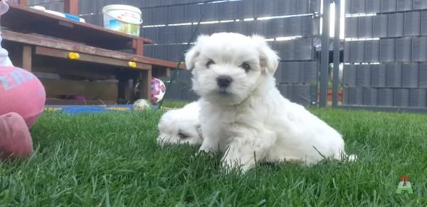 disponiamo cucciolo di maltesino toy intelligentissimo | Foto 1