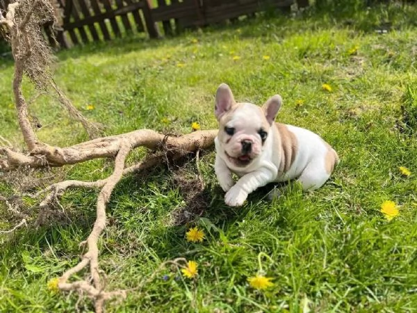 molto dolce bouledogue francese cuccioli | Foto 2