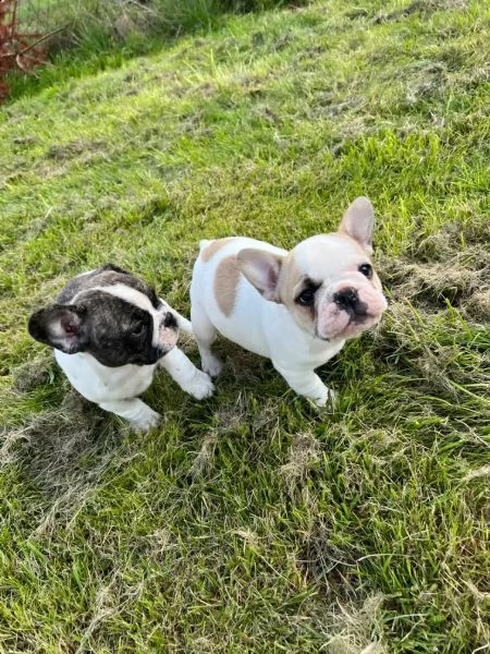 molto dolce bouledogue francese cuccioli | Foto 1