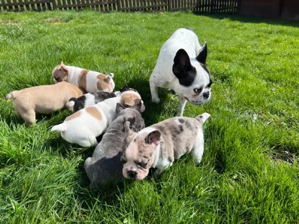 molto dolce bouledogue francese cuccioli | Foto 0