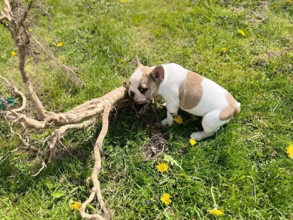 molto dolce bouledogue francese cuccioli