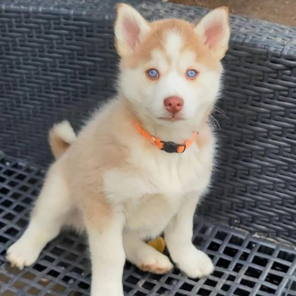 6 simpatici cuccioli di siberian husky da adottare