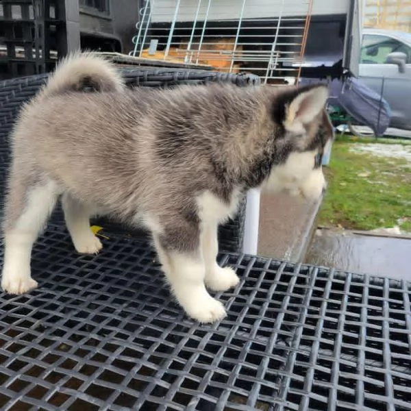 6 simpatici cuccioli di siberian husky da adottare | Foto 0