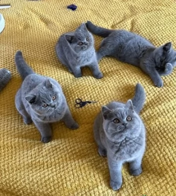 gattino di british blue