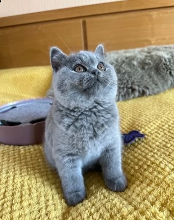 gattino di british blue | Foto 0