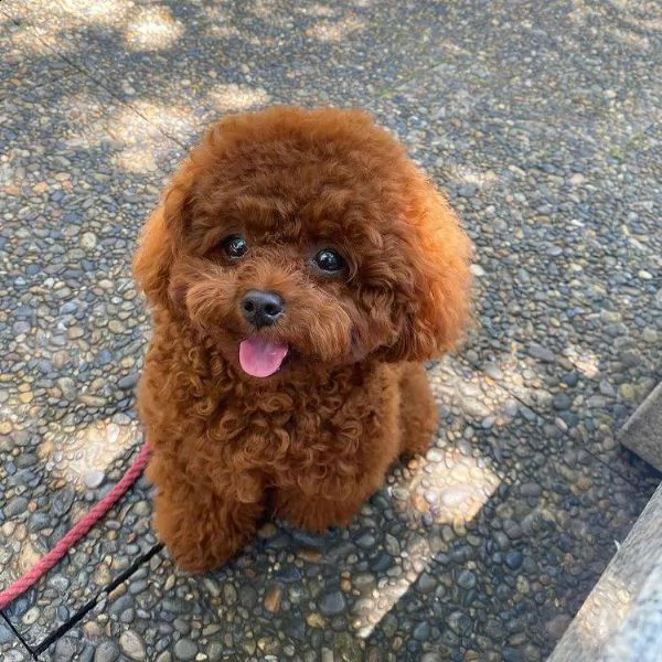 cuccioli di barboncini taglia piccola | Foto 0