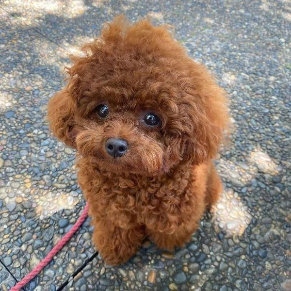 cuccioli di barboncini taglia piccola