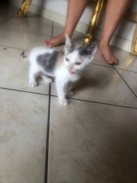 gattina in adozione  | Foto 0