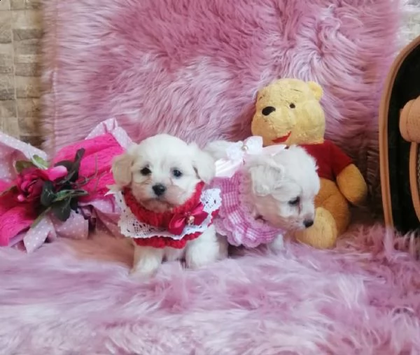coppia di maltipoo