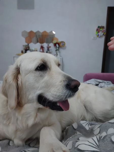 golden reteiver e meticcia  | Foto 4
