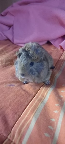 cavie | Foto 3