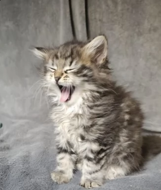 adorabili cuccioli di siberiano