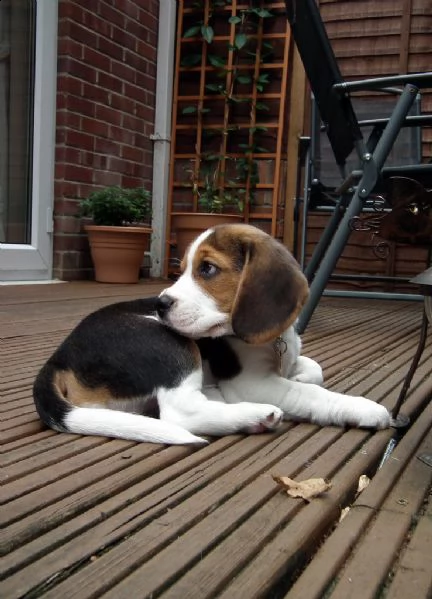 beagle cuccioli | Foto 1