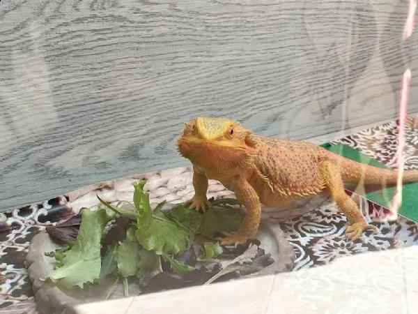 pogona arancione