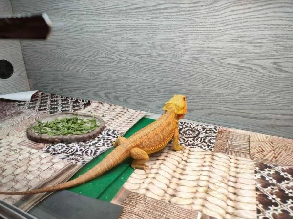 pogona arancione | Foto 1