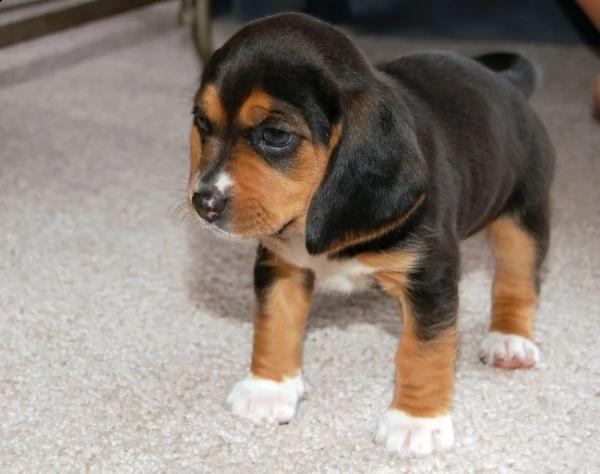 cuccioli di beagle | Foto 0