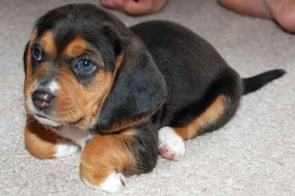 cuccioli di beagle