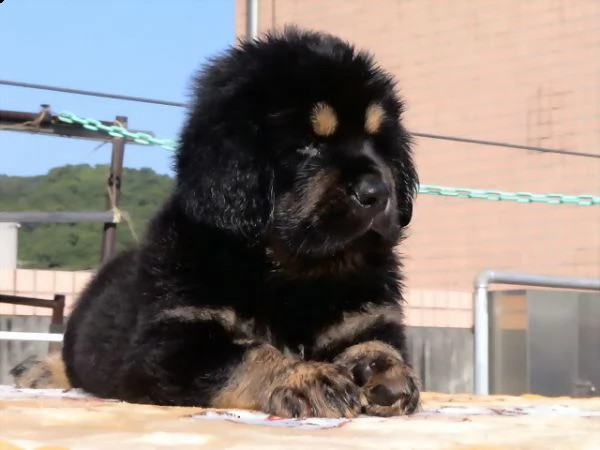 cuccioli di mastino tibetano | Foto 1