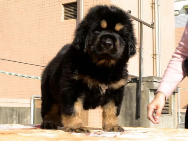 cuccioli di mastino tibetano