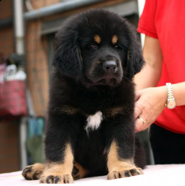 cuccioli di mastino tibetano | Foto 0