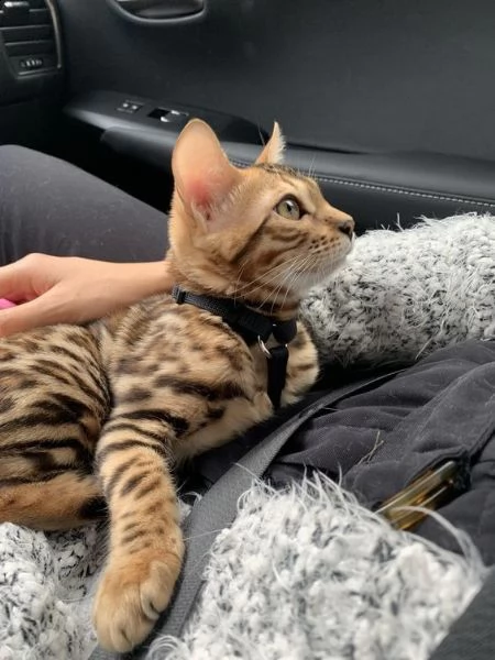 cucciolo gatto bengala con pedigree