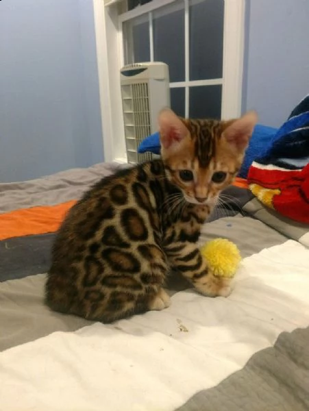 gatto bengala khoomfay