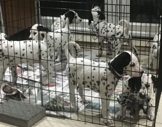 bellissimi cuccioli di dalmata