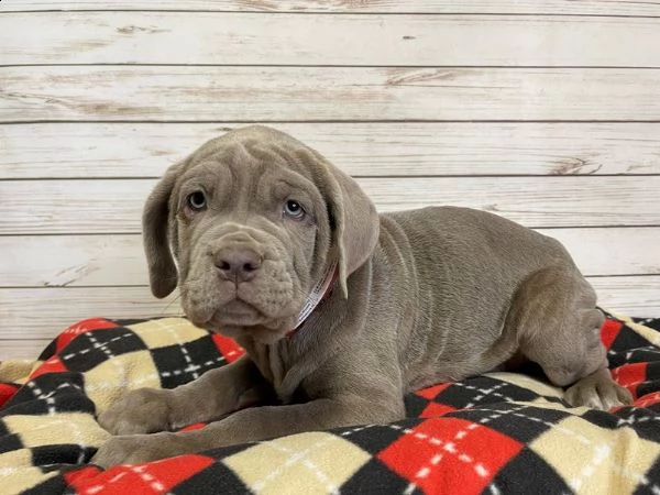 cuccioli di mastino napoletano