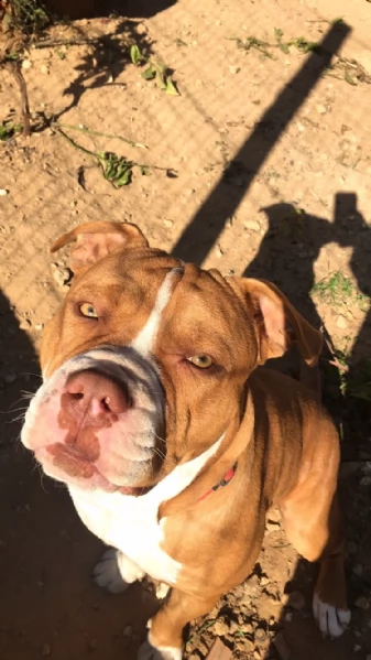 pitbull maschio disponibile per accoppiamento  | Foto 2