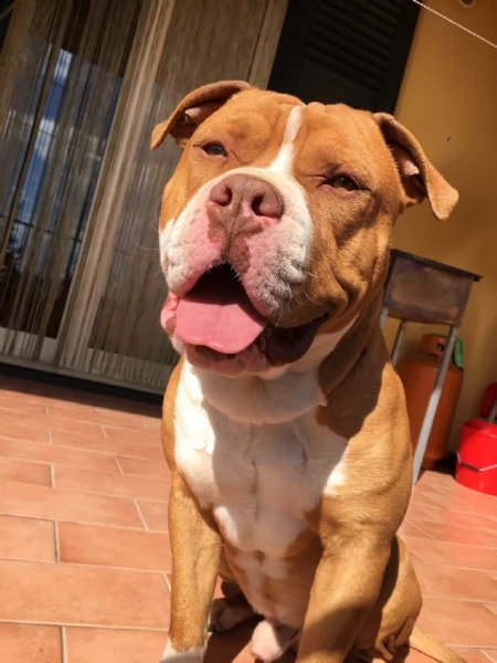pitbull maschio disponibile per accoppiamento  | Foto 1