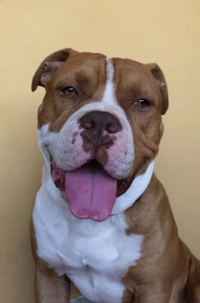 pitbull maschio disponibile per accoppiamento  | Foto 0