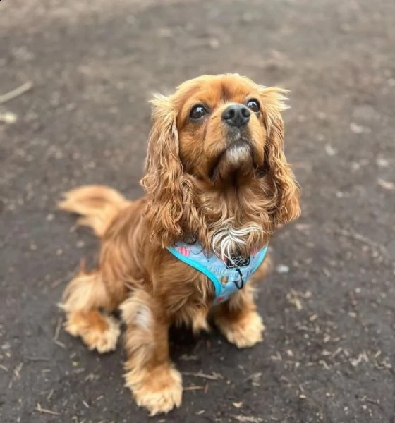 regalo cavalier king cuccioli meravigliosi  