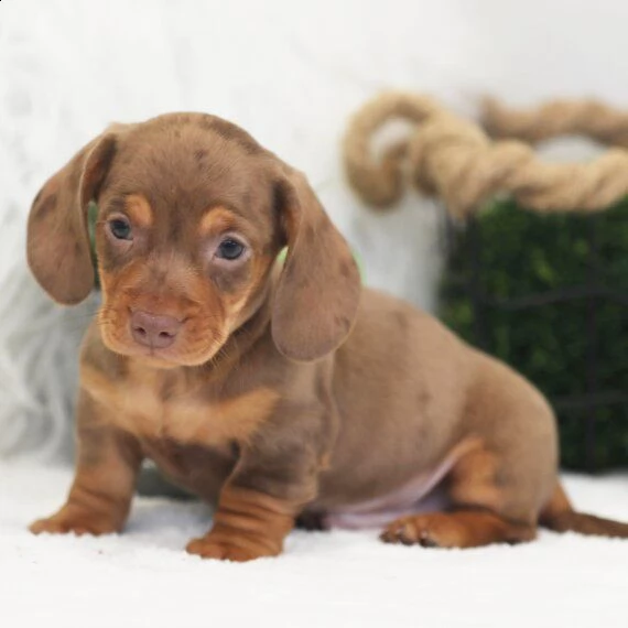 regarlo bassotto cuccioli bellissima cucciolata cerca nuova famiglia, 4 maschi e 3 femmina, 60 gg, t