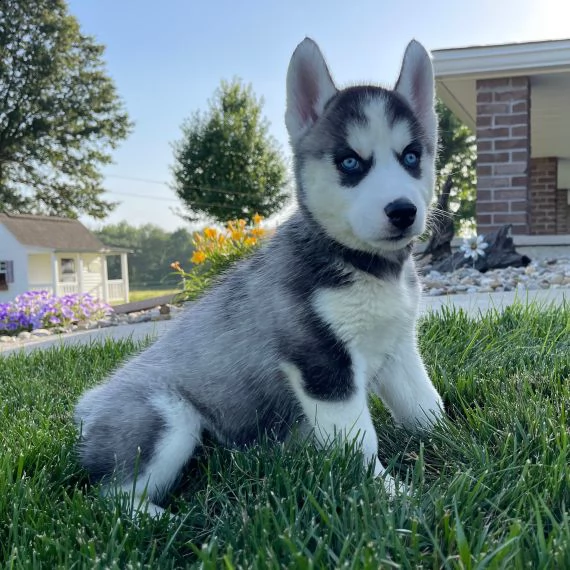 husky siberiano cuccioli per ladozione bellissima cucciolata cerca nuova famiglia 4 maschi e 3 fem