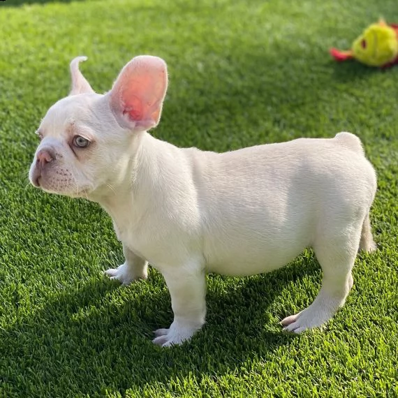 bulldog francese cuccioli per ladozione bellissima cucciolata cerca nuova famiglia 4 maschi e 3 fe