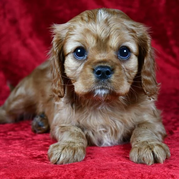 cavalier king cuccioli per ladozione bellissima cucciolata cerca nuova famiglia 4 maschi e 3 femmi