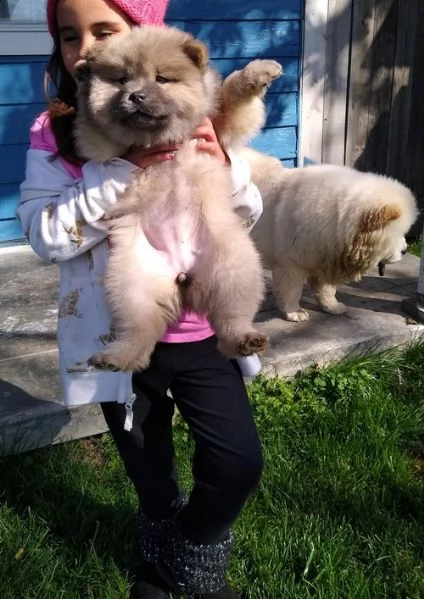 chow chow cuccioli per ladozione bellissima cucciolata cerca nuova famiglia 4 maschi e 3 femmina 