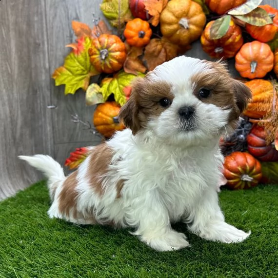 shih tzu cuccioli per ladozione bellissima cucciolata cerca nuova famiglia 4 maschi e 3 femmina 6