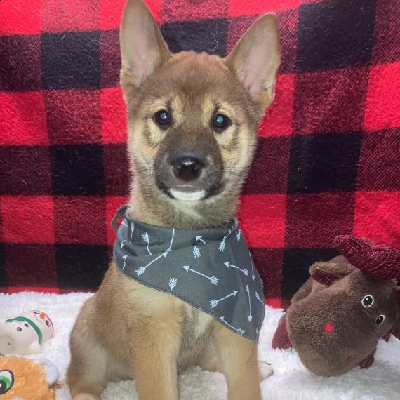   shiba inu cuccioli per ladozione bellissima cucciolata cerca nuova famiglia 4 maschi e 3 femmina