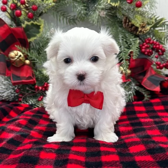 maltese cuccioli per l'adozione bellissima cucciolata cerca nuova famiglia, 4 maschi e 3 femmina, 60