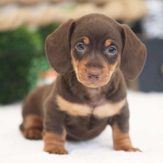 regarlo bassotto cuccioli