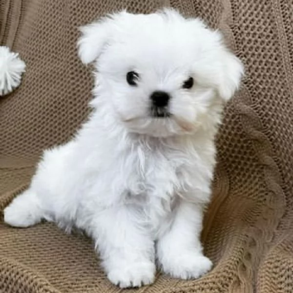 regalo  maltese mini toy | Foto 0