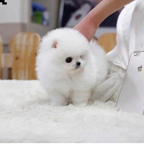 cuccioli di pomerania con pedigree (+393509706299)
