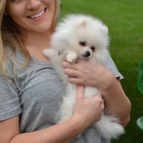 dolci cuccioli di pomerania 393509706299