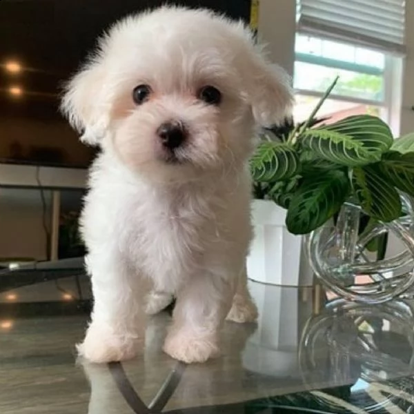 cuccioli di maltese maschio e femmina 393509706299