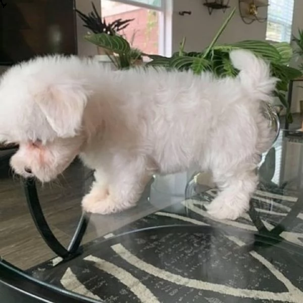 cuccioli maltesi ben socializzati (+393509706299)